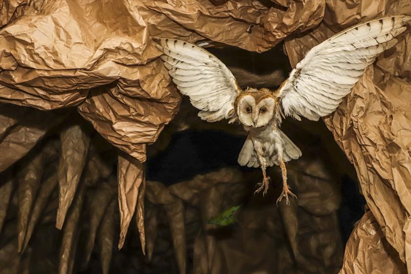 Cavernas E Ol Mpiadas Do Muriqui Est O Na Programa O De F Rias Do