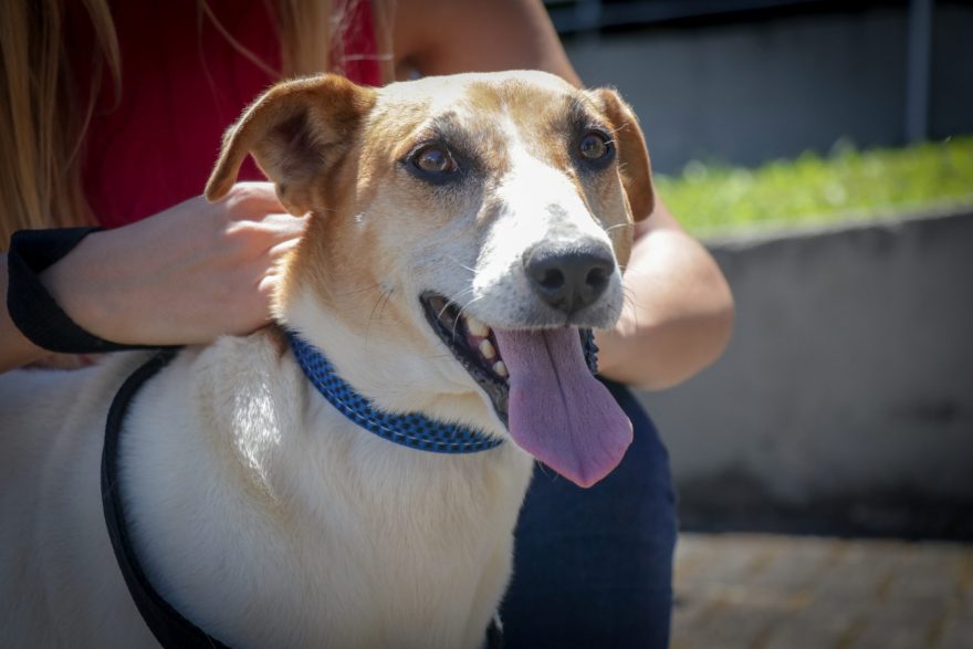 Abril Laranja mês de combate à crueldade animal Grande Curitiba